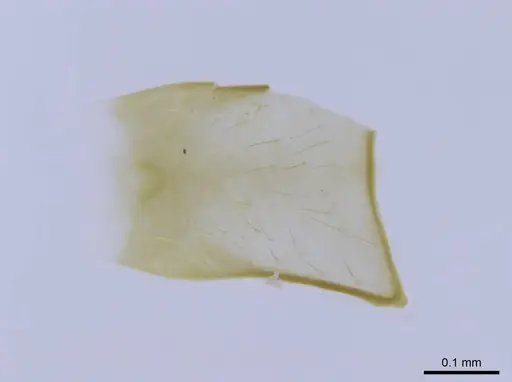 Euponera rovana specimen CASENT0231107 image casent0231107_2