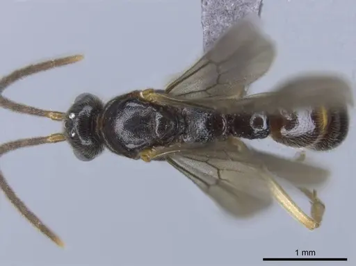 Euponera rovana specimen CASENT0243496 image casent0243496_1