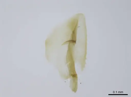 Euponera rovana specimen CASENT0243496 image casent0243496_4