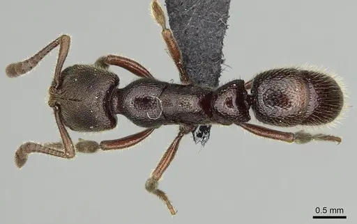 Euponera rovana specimen CASENT0247289 image casent0247289_1