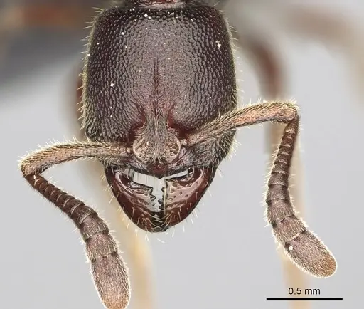 Euponera rovana specimen CASENT0247289 image casent0247289_2