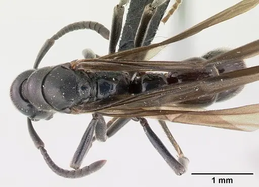 Euponera sikorae specimen CASENT0063893 image casent0063893_1