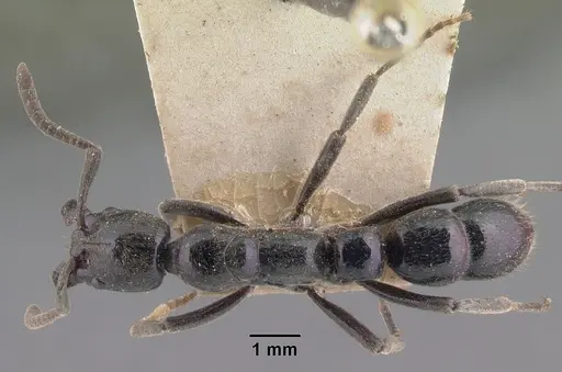 Euponera sikorae specimen CASENT0101862 image casent0101862_1
