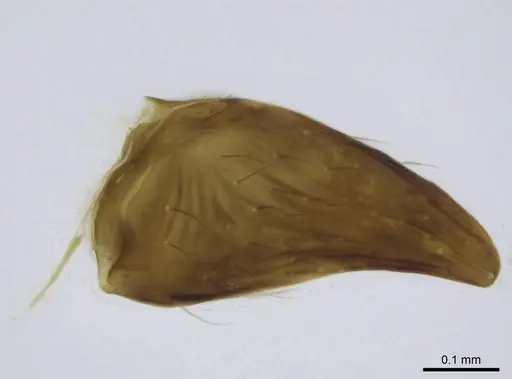 Euponera sikorae specimen CASENT0267648 image casent0267648_2