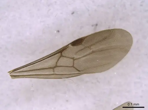 Euponera sikorae specimen CASENT0267648 image casent0267648_3