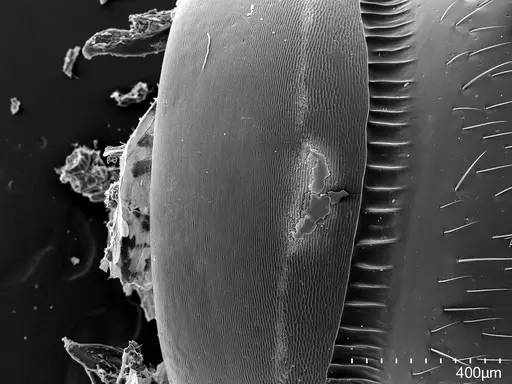 Euponera sikorae specimen CASENT0456069 image casent0456069_2