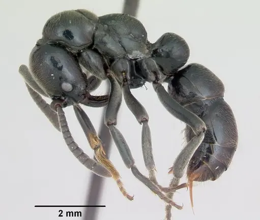 Euponera sikorae specimen CASENT0487847 image casent0487847_3
