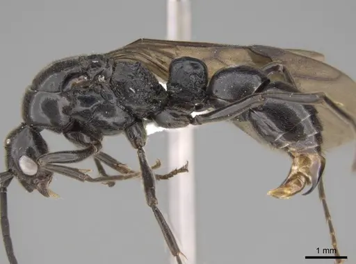 Euponera sikorae specimen CASENT0746992 image casent0746992_4