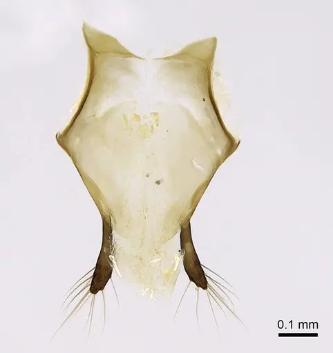 Euponera sikorae specimen CASENT0810243 image casent0810243_2