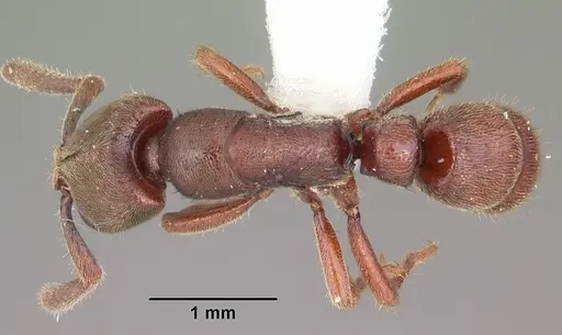 Euponera sjostedti specimen CASENT0102999 image casent0102999_1