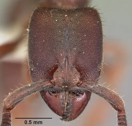 Euponera sjostedti specimen CASENT0102999 image casent0102999_2