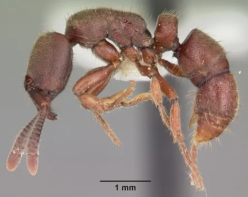 Euponera sjostedti specimen CASENT0102999 image casent0102999_3