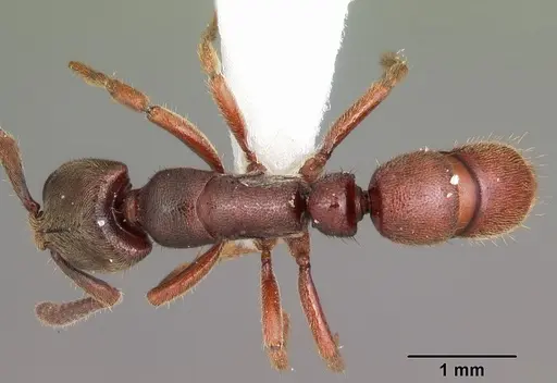 Euponera sjostedti specimen CASENT0104155 image casent0104155_1
