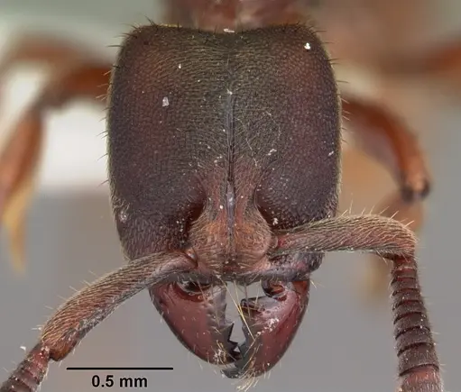 Euponera sjostedti specimen CASENT0104155 image casent0104155_2