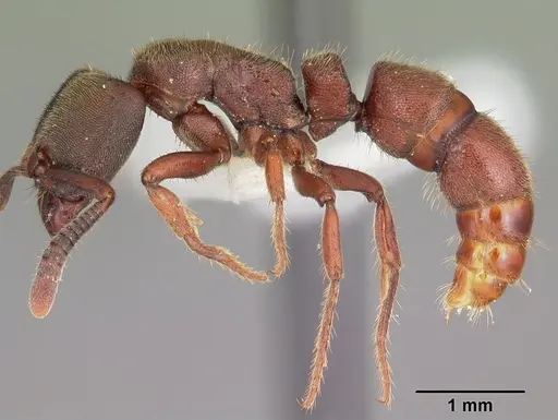 Euponera sjostedti specimen CASENT0104155 image casent0104155_3