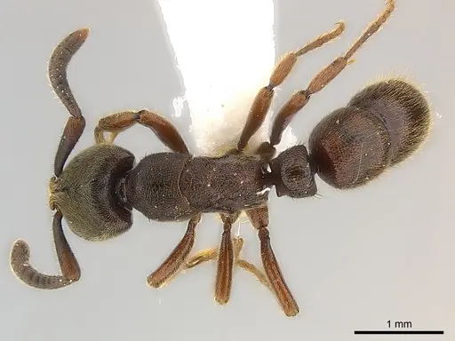 Euponera sjostedti specimen CASENT0217142 image casent0217142_1