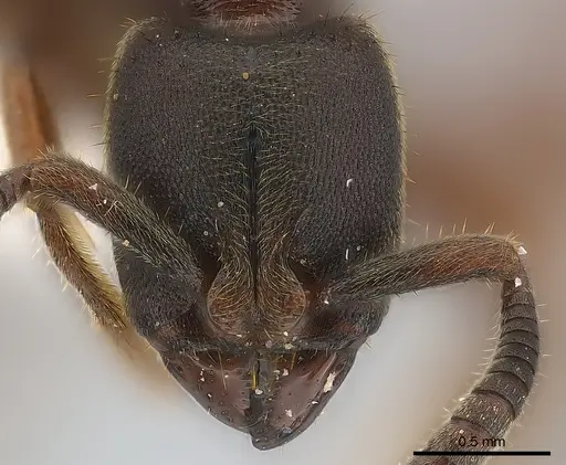 Euponera sjostedti specimen CASENT0217142 image casent0217142_2
