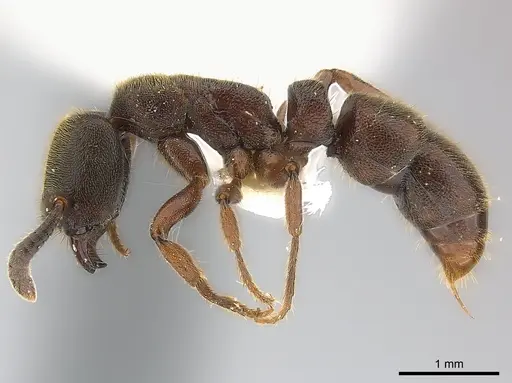 Euponera sjostedti specimen CASENT0217142 image casent0217142_3
