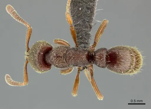 Euponera sjostedti specimen CASENT0235601 image casent0235601_1