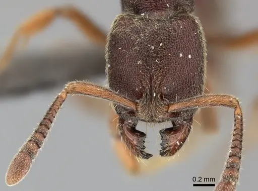 Euponera sjostedti specimen CASENT0235601 image casent0235601_2
