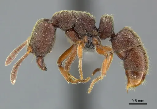 Euponera sjostedti specimen CASENT0235601 image casent0235601_3
