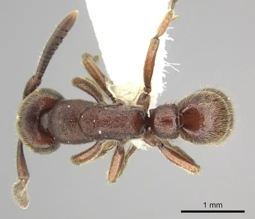 Euponera sjostedti specimen CASENT0249206 image casent0249206_1