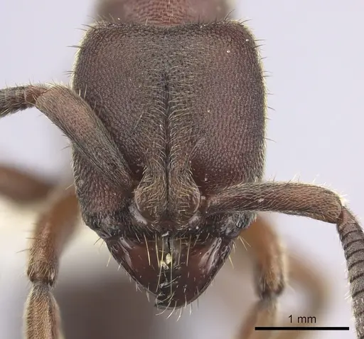 Euponera sjostedti specimen CASENT0249206 image casent0249206_2