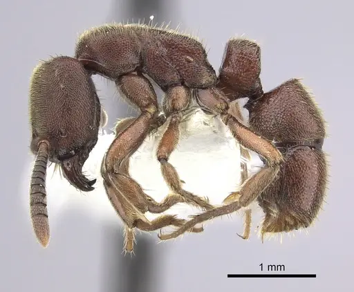 Euponera sjostedti specimen CASENT0249206 image casent0249206_3