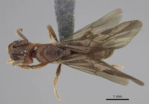 Euponera sjostedti specimen CASENT0286677 image casent0286677_1