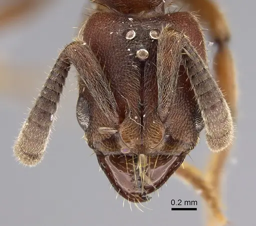 Euponera sjostedti specimen CASENT0286677 image casent0286677_2