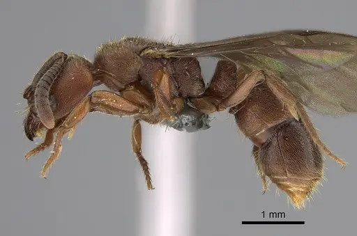 Euponera sjostedti specimen CASENT0286677 image casent0286677_3