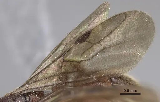 Euponera sjostedti specimen CASENT0286677 image casent0286677_4
