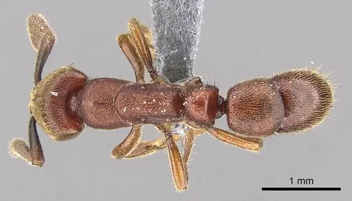Euponera sjostedti specimen CASENT0296396 image casent0296396_1