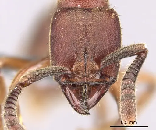Euponera sjostedti specimen CASENT0296396 image casent0296396_2