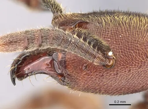 Euponera sjostedti specimen CASENT0296396 image casent0296396_3