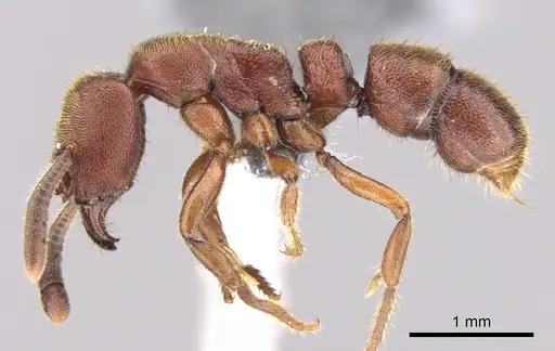 Euponera sjostedti specimen CASENT0296396 image casent0296396_4