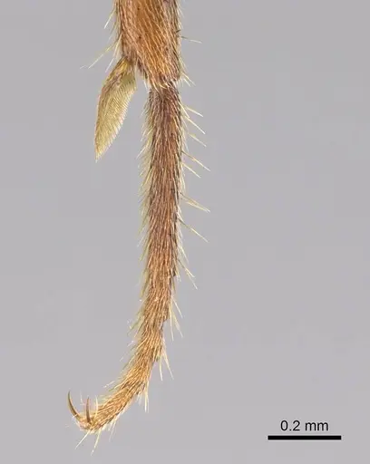 Euponera sjostedti specimen CASENT0296396 image casent0296396_5
