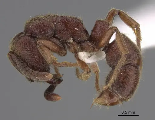 Euponera sjostedti specimen CASENT0872801 image casent0872801_1