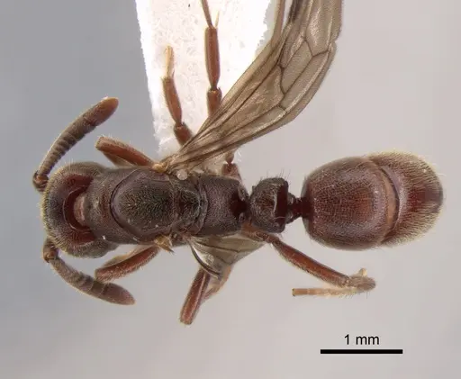 Euponera sjostedti specimen CASENT0882091 image casent0882091_1