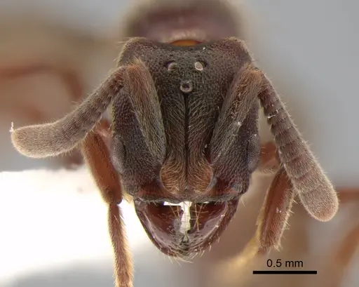 Euponera sjostedti specimen CASENT0882091 image casent0882091_2