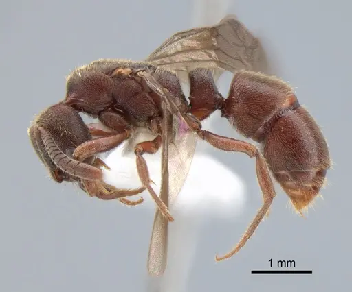 Euponera sjostedti specimen CASENT0882091 image casent0882091_3