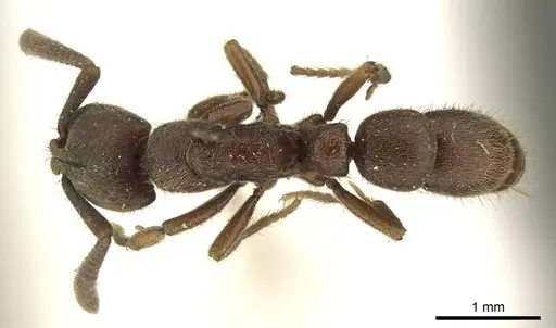 Euponera sjostedti specimen CASENT0915670 image casent0915670_1