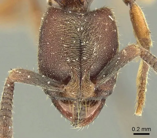 Euponera sjostedti specimen CASENT0915670 image casent0915670_2