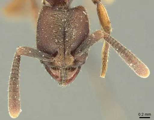 Euponera sjostedti specimen CASENT0915670 image casent0915670_3