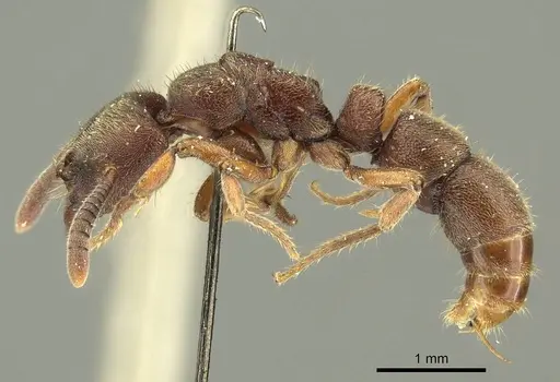 Euponera sjostedti specimen CASENT0915670 image casent0915670_4