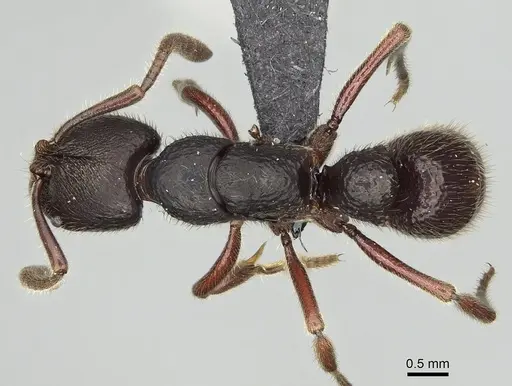 Euponera tahary specimen CASENT0162668 image casent0162668_1