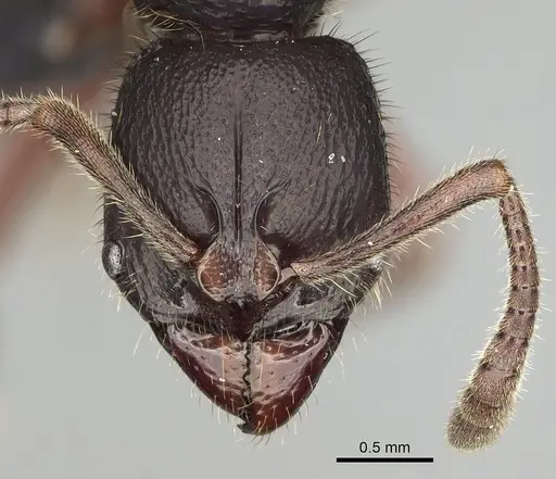 Euponera tahary specimen CASENT0162668 image casent0162668_2