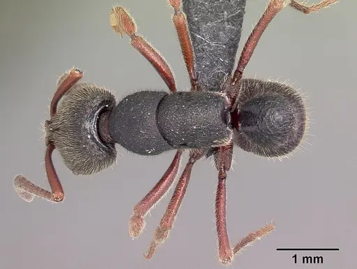 Euponera vohitravo specimen CASENT0034499 image casent0034499_1