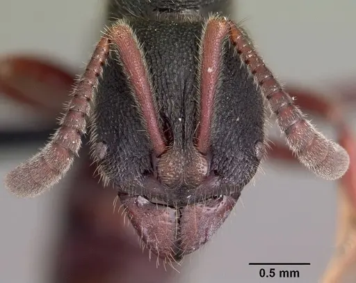 Euponera vohitravo specimen CASENT0034499 image casent0034499_3