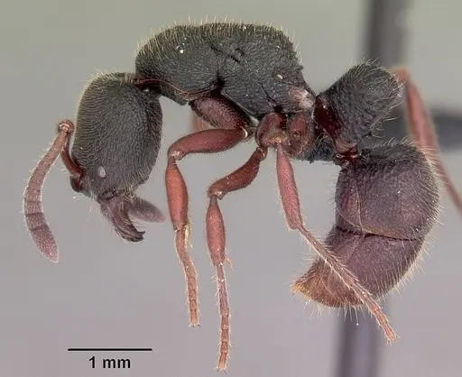 Euponera vohitravo specimen CASENT0034499 image casent0034499_4